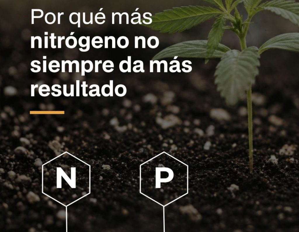 Nitrógeno en el cannabis