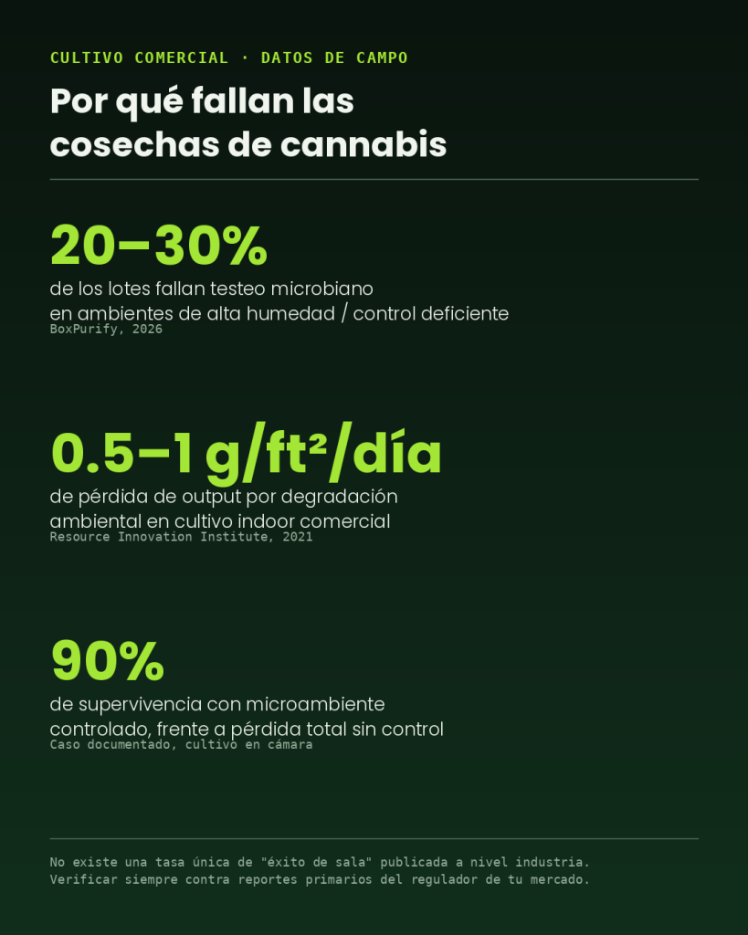 eficiencia en el cultivo cannabis