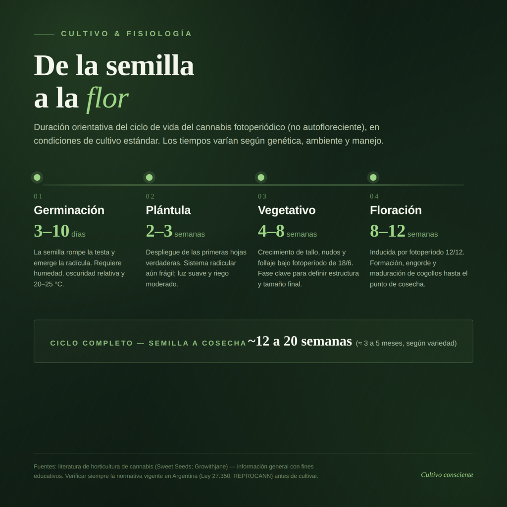 Proceso de germinación cannabis