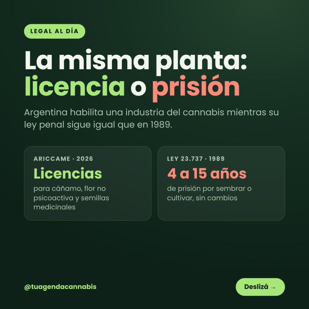 Cannabis en Argentina: industria en expansión, ley penal congelada